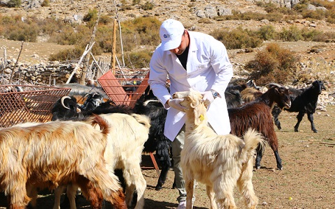 Antalya’da Çoban Haritası Projesi ile 508 çobana destek oldu