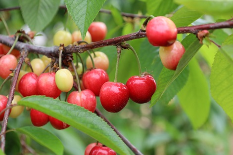 Kiraz ihracatçıları 200 milyon dolar ihracat hedefiyle sezona girdi