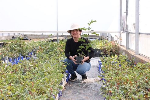 Antalya Büyükşehir’den Alanya’nın coğrafi işaretli keçiboynuzuna destek