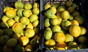 Satsuma Mandalinası Dünya Pazarına İniyor