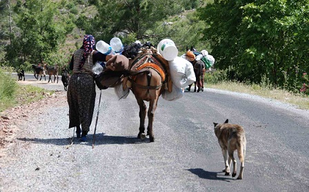 Antalya’da Toroslar’dan Sahile Yörük Göçü Başladı